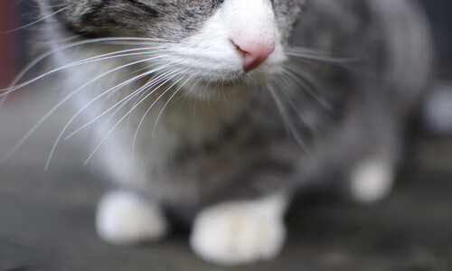 雷火电竞官网-当7000万欧元的天价锋霸，被贫民窟孩子们的魔法撕碎，另一种足球正在苏醒