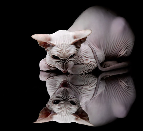 冰与火的对决，哈弗茨绝杀之刃与维拉铁血之夜，如何联手重塑英超权力版图