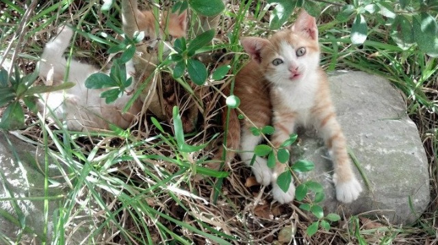薪火焚城,当保罗的教科书化为鹈鹕新星的火炬