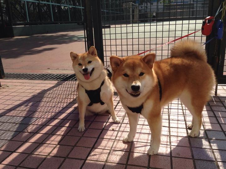 雷火电竞网址-绿茵场与外交场，萨拉赫的突破与玻利维亚的突围
