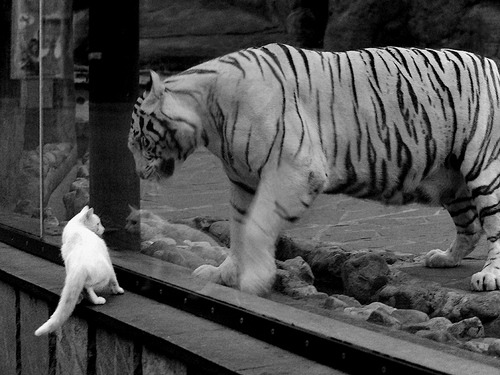 王者之争,萨拉赫闪光,突尼斯挺进佛罗伦萨