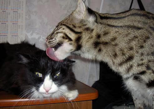 雷火电竞官网-当达摩克利斯之剑化为彩虹，阿什拉夫的救赎与一个大陆的黎明