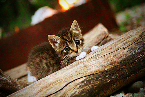 雷火电竞下载-红蓝军团的国家级绞杀，金玟哉如何在年度焦点之战中接管赛场
