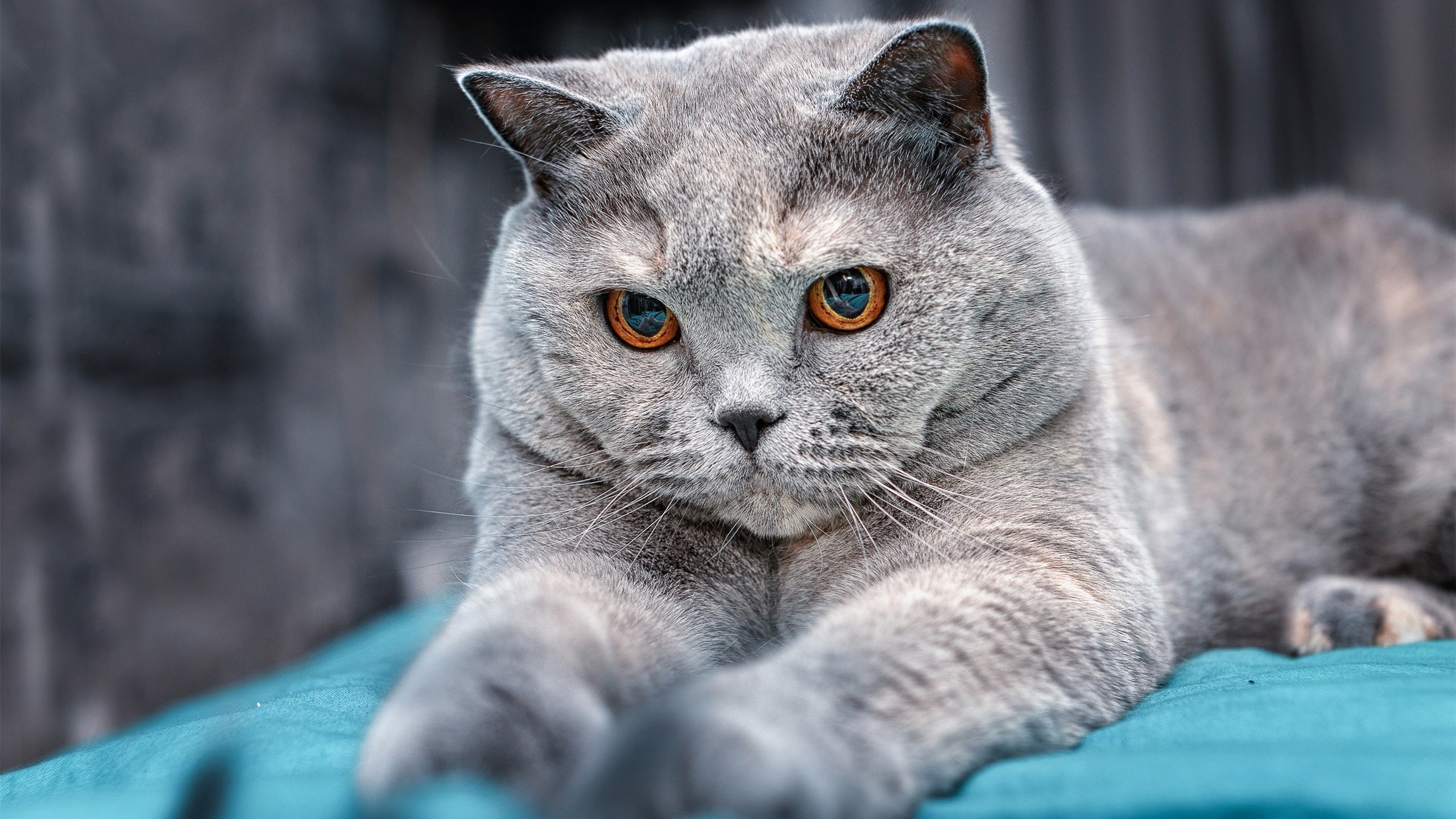 雷火电竞主播-跨越海洋的统治力，从夏洛特到巴黎，新一代巨人的双重征服