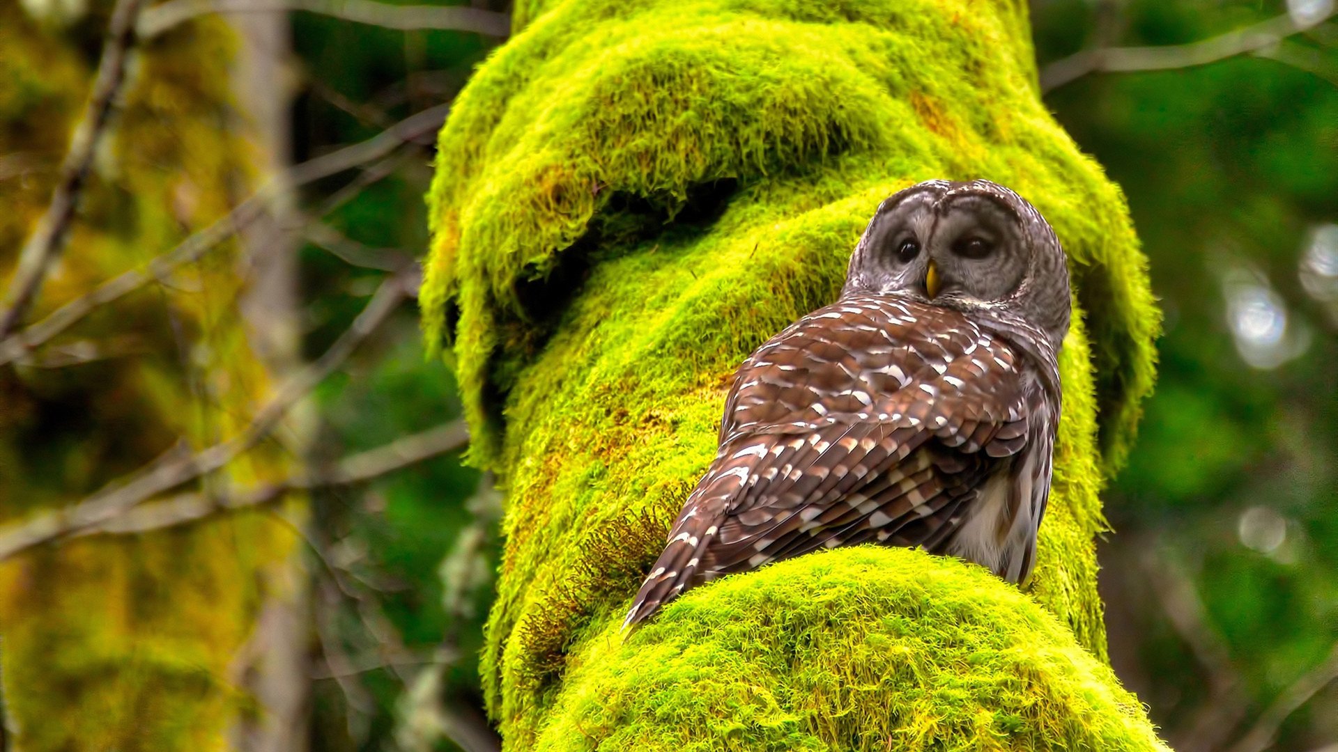 双城记,欧冠战场与纽约德比的胜利回响