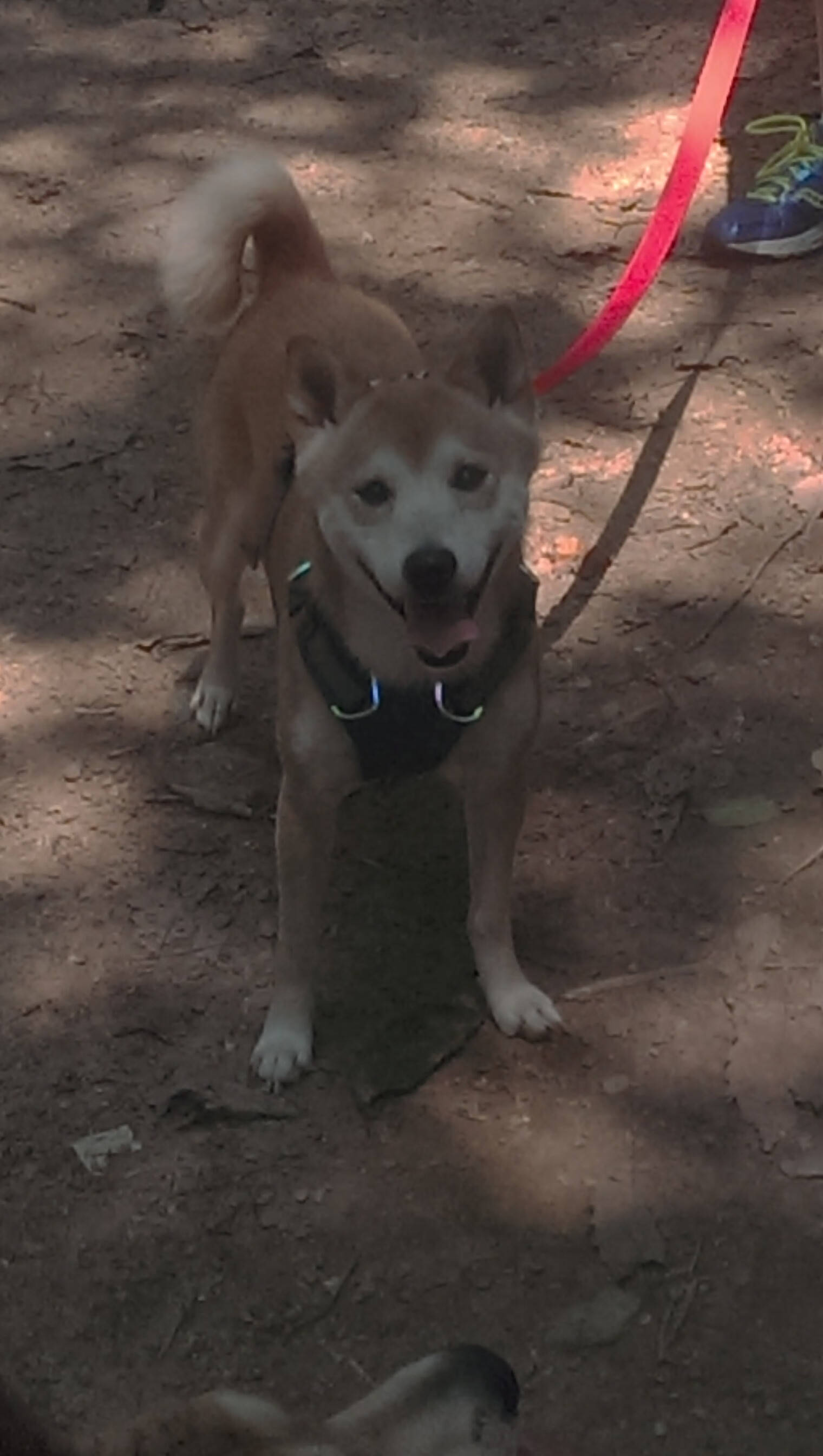 降维打击,卡马文加的个体爆破与尼斯的战术压制—足球竞争的两个维度