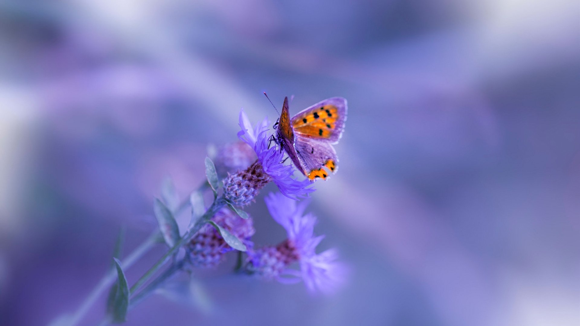 从防波堤到制胜炮台，金玟哉如何用一己之力改写葡法大战剧本