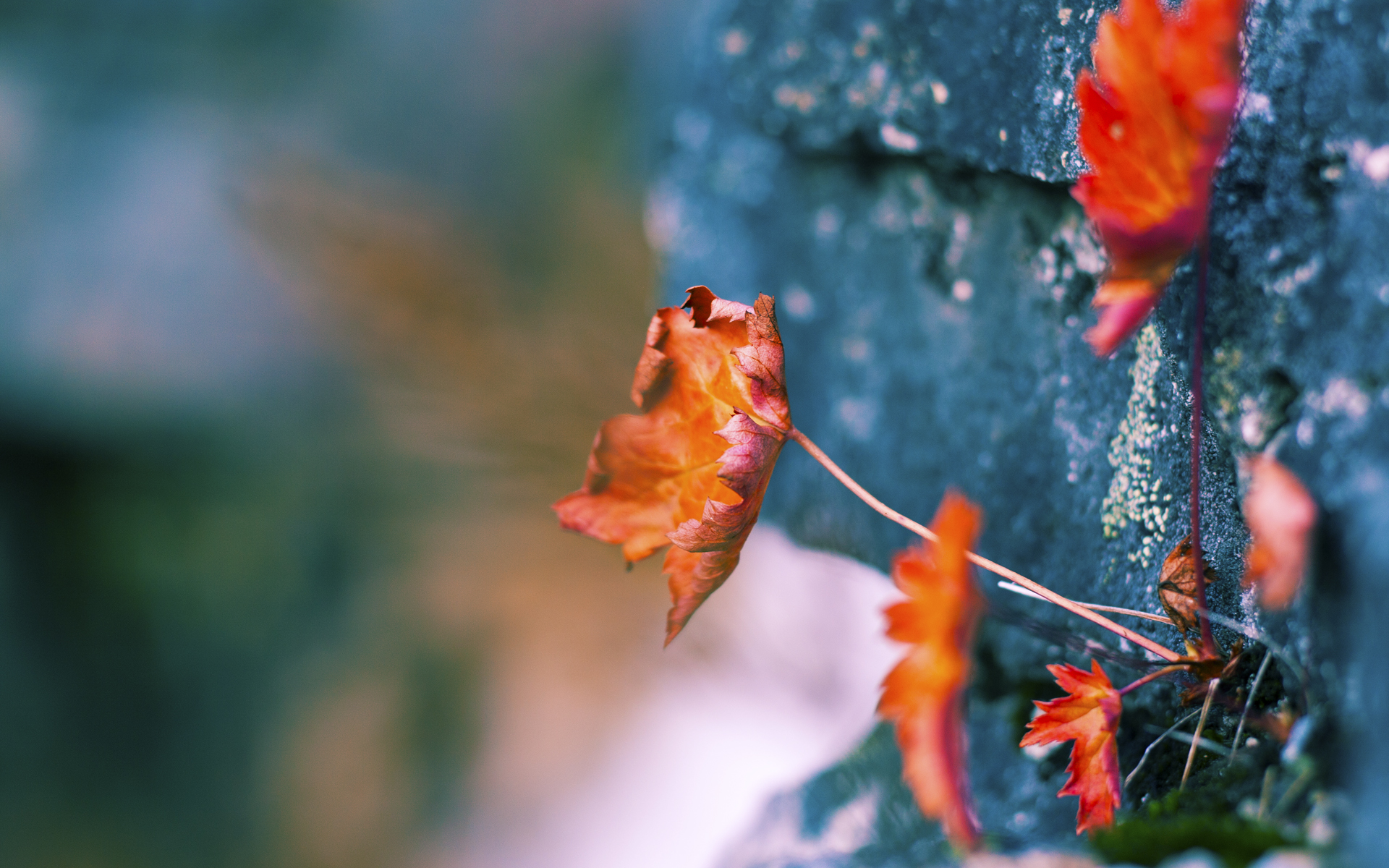 特奥关键一击！南非生死战力克皇家社会